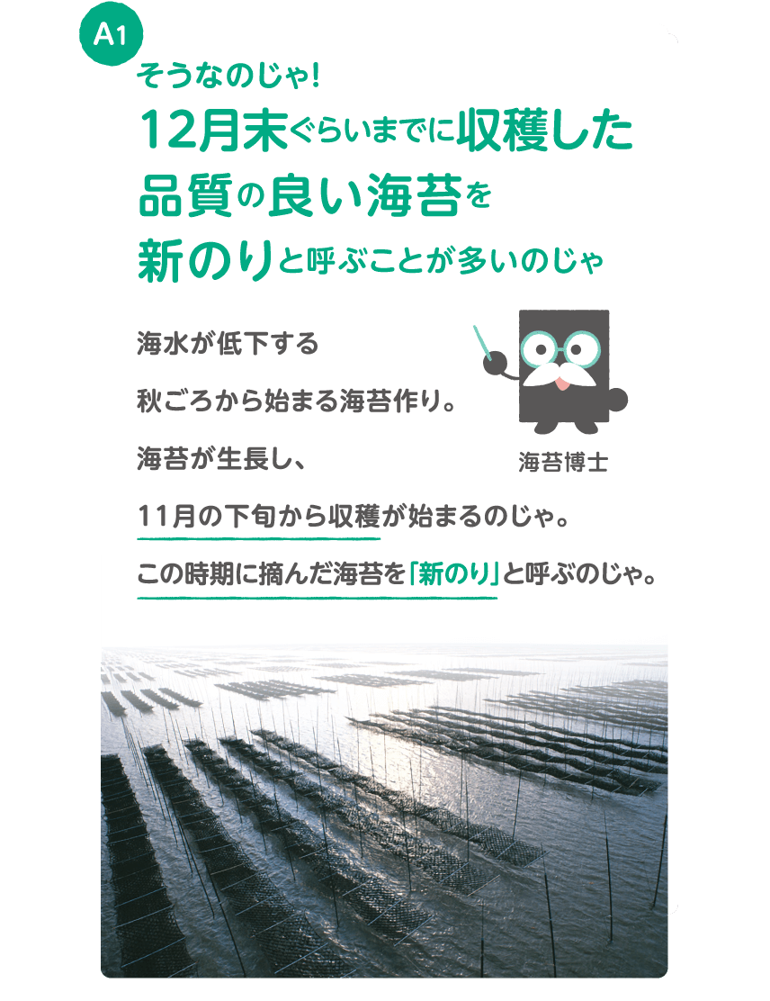 A1 そうなのじゃ！１２月末ぐらいまでに収穫した品質の良い海苔を新のりと呼ぶことが多いのじゃ 海水が低下する秋ごろから始まる海苔作り。海苔が生長し、１１月の下旬から収穫が始まるのじゃ。この時期に摘んだ海苔を「新のり」と呼ぶのじゃ。