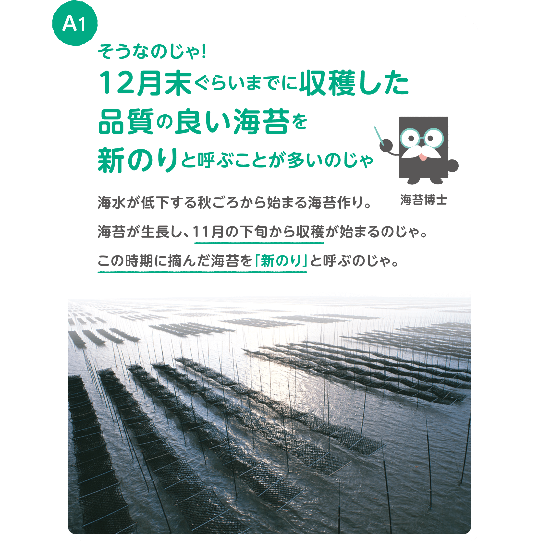 A1 そうなのじゃ！１２月末ぐらいまでに収穫した品質の良い海苔を新のりと呼ぶことが多いのじゃ 海水が低下する秋ごろから始まる海苔作り。海苔が生長し、１１月の下旬から収穫が始まるのじゃ。この時期に摘んだ海苔を「新のり」と呼ぶのじゃ。